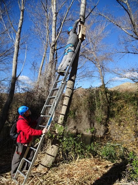 ANSE confirma la reproducción de murciélagos en cajas nido instaladas en Calasparra - 2, Foto 2