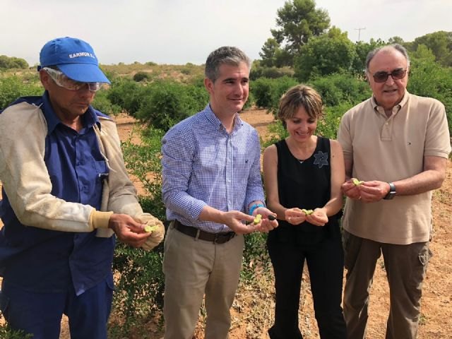 La Regin de Murcia acoge las primeras plantaciones de caviar ctrico, Foto 1