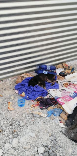 La colaboración ciudadana permite localizar a un perro que se había perdido y que se encontraba en estado de salud crítico - 1, Foto 1