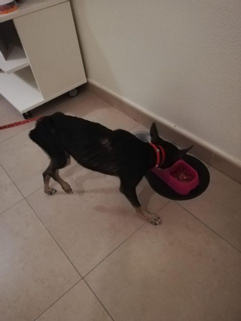 La colaboración ciudadana permite localizar a un perro que se había perdido y que se encontraba en estado de salud crítico - 2, Foto 2