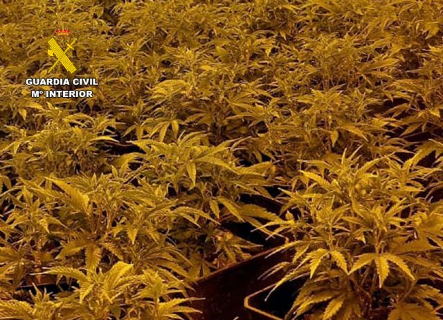 La Guardia Civil desmantela en una vivienda de Beniel un invernadero de marihuana - 1, Foto 1