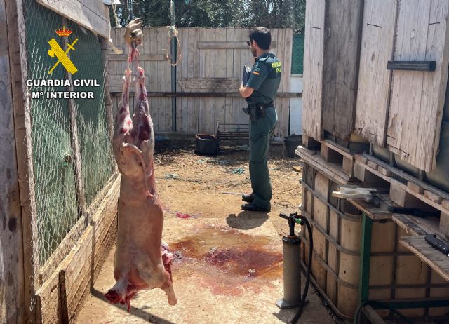 La Guardia Civil desmantela un grupo delictivo dedicado a la sustracción de ganado en el Campo de Cartagena - 3, Foto 3