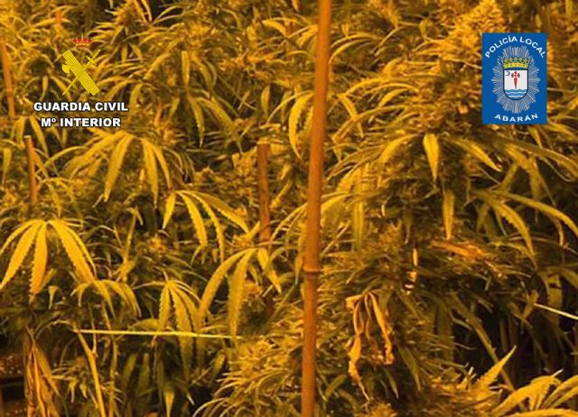 Desmantelan un invernadero indoor de marihuana en Abarán - 2, Foto 2