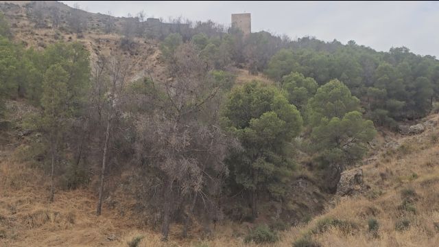 El PSOE de Lorca propone un Plan de choque forestal