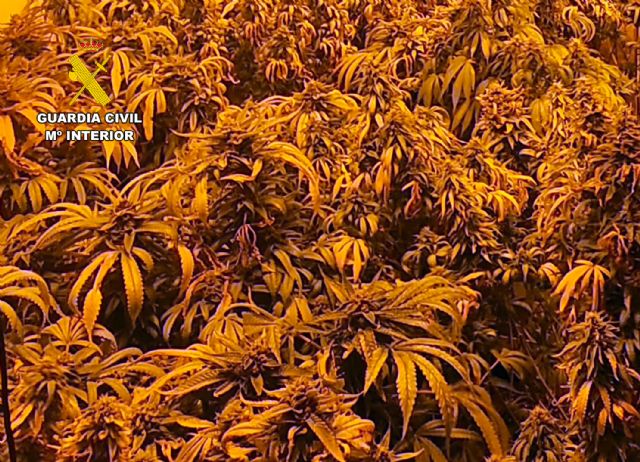 La Guardia Civil desmantela en Águilas un grupo delictivo que cultivaba gran cantidad de marihuana - 4, Foto 4
