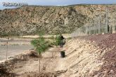 Plantan 30 árboles autóctonos en la Ciudad Deportiva “Sierra Espuña” para celebrar el 30 aniversario de la Constitución Española - 22 Plantan 30 árboles autóctonos en la Ciudad Deportiva “Sierra Espuña” para celebrar el 30 aniversario de la Constitución Española - 22