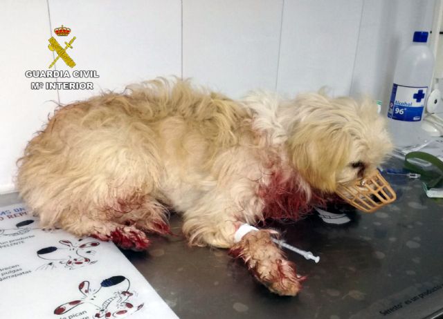La Guardia Civil investiga a un vecino de Calabardina que presuntamente disparó a un perro con una escopeta - 1, Foto 1