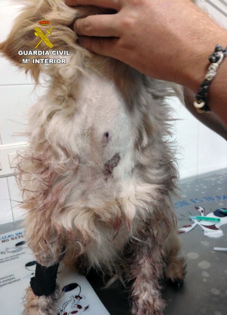 La Guardia Civil investiga a un vecino de Calabardina que presuntamente disparó a un perro con una escopeta - 2, Foto 2