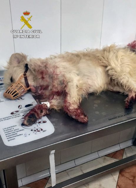 La Guardia Civil investiga a un vecino de Calabardina que presuntamente disparó a un perro con una escopeta - 3, Foto 3