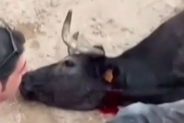 IU-Verdes exige explicaciones sobre las sueltas de vaquillas en las fiestas patronales de agosto en Fortuna - 1, Foto 1