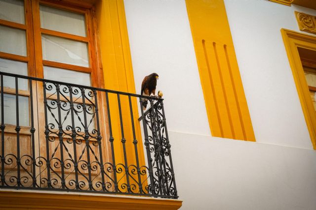 La Concejalía de Salubridad Pública impulsa un programa integral de control de palomas en Lorca - 5, Foto 5