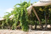 Guardia Civil, Policía Local y vigilantes rurales peinan las zonas de cultivo de uva de mesa - 2
