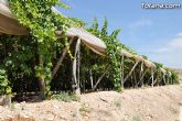 Guardia Civil, Policía Local y vigilantes rurales peinan las zonas de cultivo de uva de mesa - 4
