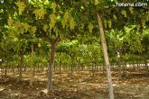 Guardia Civil, Policía Local y vigilantes rurales peinan las zonas de cultivo de uva de mesa - 7