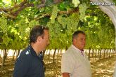 Guardia Civil, Policía Local y vigilantes rurales peinan las zonas de cultivo de uva de mesa - 8