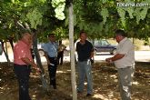 Guardia Civil, Policía Local y vigilantes rurales peinan las zonas de cultivo de uva de mesa - 11