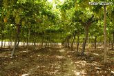 Guardia Civil, Policía Local y vigilantes rurales peinan las zonas de cultivo de uva de mesa - 18