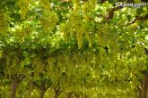Guardia Civil, Policía Local y vigilantes rurales peinan las zonas de cultivo de uva de mesa - 19