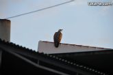 Un buitre en Totana - 5
