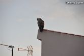 Un buitre en Totana - 12