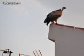 Un buitre en Totana - 16
