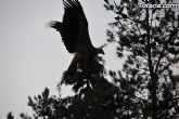 Un buitre en Totana - 39