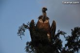 Un buitre en Totana - 42