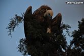 Un buitre en Totana - 43