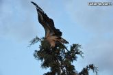 Un buitre en Totana - 46