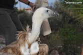 Un buitre en Totana - 60