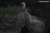 Un buitre en Totana - 62