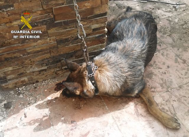 La Guardia Civil investiga a un vecino de Lorca por un delito de abandono animal - 2, Foto 2