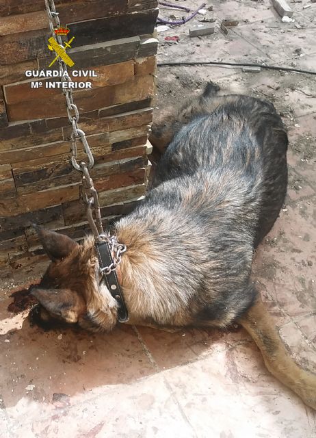 La Guardia Civil investiga a un vecino de Lorca por un delito de abandono animal - 3, Foto 3