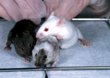 La comunidad científica presenta una iniciativa para mejorar la transparencia sobre el uso de animales de laboratorio
