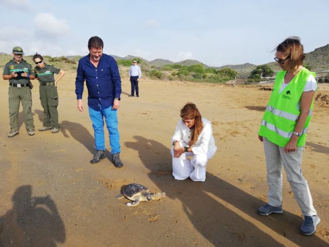 El Centro de Recuperación de Fauna Silvestre 'El Valle' libera dos ejemplares de tortuga boba - 2, Foto 2