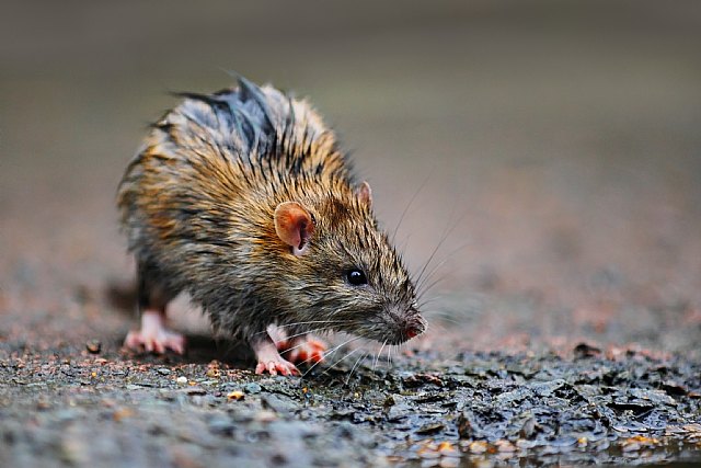 Época de lluvias: Cómo protegerse de las ratas en el hogar - 1, Foto 1