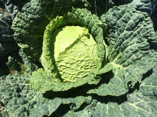 Tozer Ibérica presenta sus nuevas variedades de semillas hortícolas - 1, Foto 1