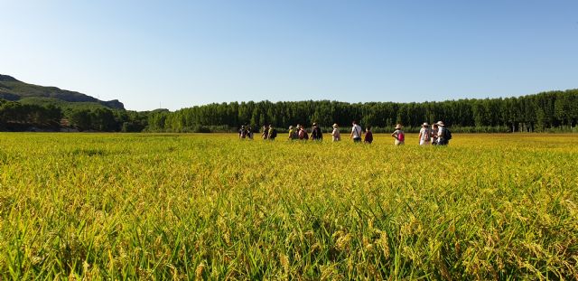 Las rutas del arroz de Calasparra vuelven con los impresionantes parajes de la vega arrocera - 1, Foto 1