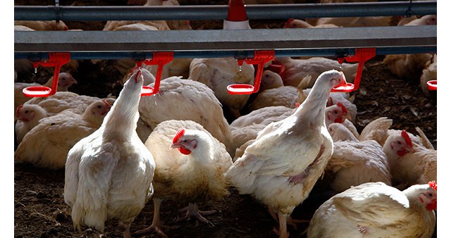 Pollos en una granja avícola. Foto: Joaquín Terán, Foto 1
