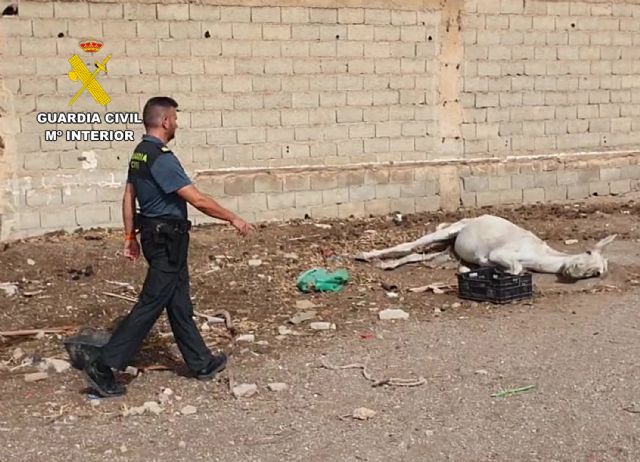 La Guardia Civil investiga a un vecino de Águilas por abandono animal - 2, Foto 2