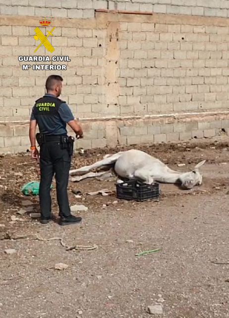 La Guardia Civil investiga a un vecino de Águilas por abandono animal - 3, Foto 3