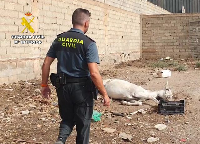 La Guardia Civil investiga a un vecino de Águilas por abandono animal - 4, Foto 4