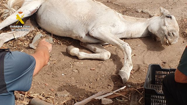 La Guardia Civil investiga a un vecino de Águilas por abandono animal - 5, Foto 5