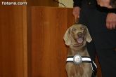 La unidad canina antidroga de la Policía Local de Totana se refuerza con la incorporación de una hembra de labrador - 10