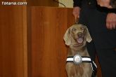 La unidad canina antidroga de la Policía Local de Totana se refuerza con la incorporación de una hembra de labrador - 10 La unidad canina antidroga de la Policía Local de Totana se refuerza con la incorporación de una hembra de labrador - 10