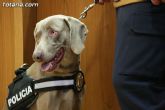 La unidad canina antidroga de la Policía Local de Totana se refuerza con la incorporación de una hembra de labrador - 17