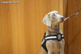 La unidad canina antidroga de la Policía Local de Totana se refuerza con la incorporación de una hembra de labrador - 19