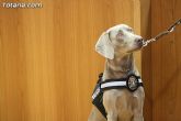 La unidad canina antidroga de la Policía Local de Totana se refuerza con la incorporación de una hembra de labrador - 19 La unidad canina antidroga de la Policía Local de Totana se refuerza con la incorporación de una hembra de labrador - 19