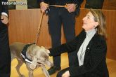 La unidad canina antidroga de la Policía Local de Totana se refuerza con la incorporación de una hembra de labrador - 32 La unidad canina antidroga de la Policía Local de Totana se refuerza con la incorporación de una hembra de labrador - 32
