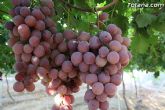 Denuncian numerosos robos de uva en Totana - 8